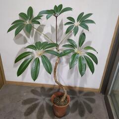 枝曲がり✨ツピタンサス　観葉植物　高さ１００センチ　
