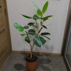 【受け渡し者決定】フィカス　アルテシマ　観葉植物　高さ110センチ　