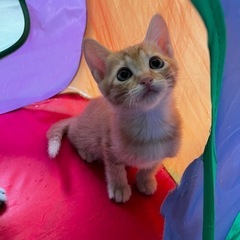 ウララ🐱メス