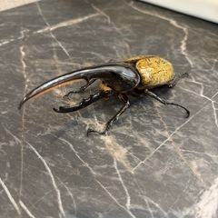 ヘラクレスオオカブトの画像