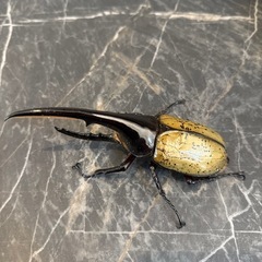ヘラクレスオオカブトの画像