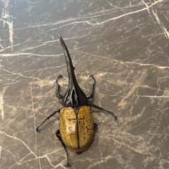 ヘラクレスオオカブトの画像