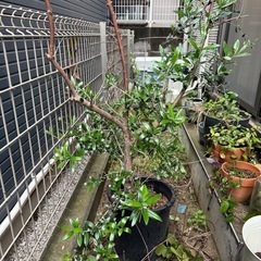オリーブ