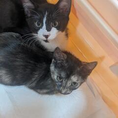 子猫１ヶ月半(900gくらい)男の子と女の子