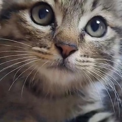 生後1ヶ月半くらいの子猫