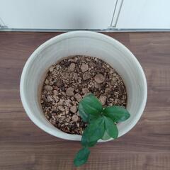 【29cm】陶器鉢クリーム系　土・苗セットの画像