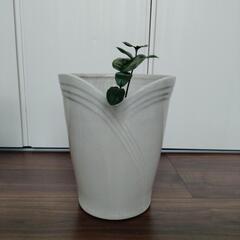【29cm】陶器鉢クリーム系　土・苗セット