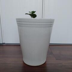 【29cm】陶器鉢クリーム系　土・苗セットの画像