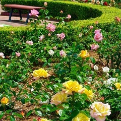 大阪近辺でお友達募集🌼.*