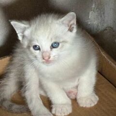 推定1ヶ月子猫を保護しました🐱