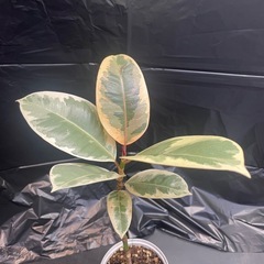 観葉植物　フィカス・ ベリーズ