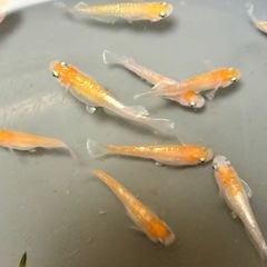 フレアフラワー12匹まとめて