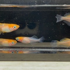 受付中🔴ハイビスカス めだか 針子25匹+α 人気のメダカ  ヒカリ体型 可愛いメダカ残り2の画像