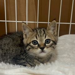 ぬいぐるみみたいなキジトラくん