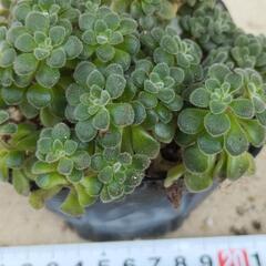 トルツォサム多肉植物