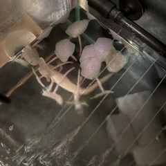 ウーパールーパー(予約済みの為終了しております )