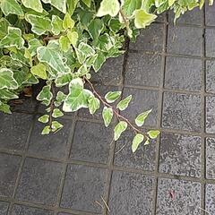 アイビーの葉の画像