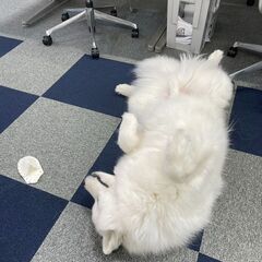 次世代ラック屋💖我らの一員になりませんか🐶✨必要なのは車免許だけ...