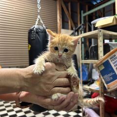 生後約3週間から1カ月の幼猫の里親を募集します。