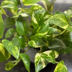 ポトス　鉢付き　観葉植物の画像