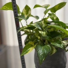 ポトス　鉢付き　観葉植物の画像