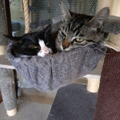 人馴れ訓練中のハチワレちゃん - 猫
