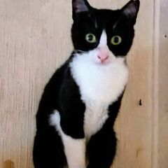 人馴れ訓練中のハチワレちゃん