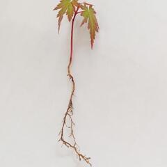 紅葉 イロハモミジの苗 苔の盆栽の画像