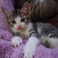 優しい里親さんに譲渡します