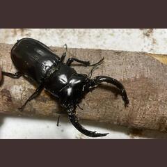 難産種(ウエストウッディ・アフリカ産ノコ・赤ドン・フォルニシ)等にバクテリア材の画像