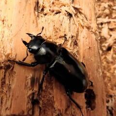 難産種(ウエストウッディ・アフリカ産ノコ・赤ドン・フォルニシ)等にバクテリア材の画像