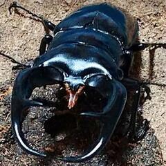 難産種(ウエストウッディ・アフリカ産ノコ・赤ドン・フォルニシ)等にバクテリア材の画像