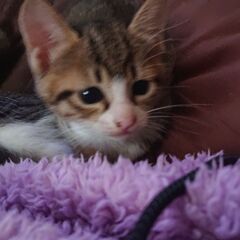 優しい里親さんに譲渡します - 猫