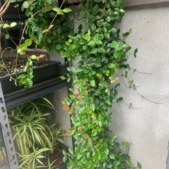 ハツユキカズラ・土台付きハンキング組み合わせセット（写真右）の画像