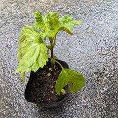 野菜苗【大葉】15個