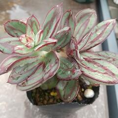 マルバベニツカサ  エケベリア  多肉植物