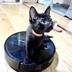 一緒に寝てくれます - 猫