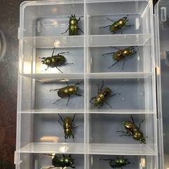 KOTA's insect ニジイロクワガタ10頭まとめて　KO...