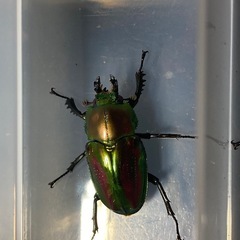 【商談中】KOTA's insect ニジイロクワガタ10頭まとめて　KOTA店長ブリードの画像