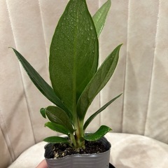  ｱﾝｽﾘｳﾑ ﾌﾞﾗｳﾏﾆｰ 観葉植物　原種の画像