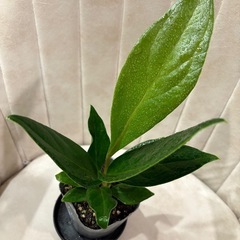  ｱﾝｽﾘｳﾑ ﾌﾞﾗｳﾏﾆｰ 観葉植物　原種の画像