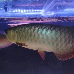 古代魚