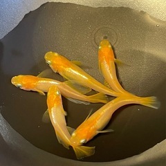 お取引中🔴プラチナ牡丹(ぼたん) 針子 20匹 +α オレンジで...