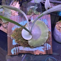 ビカクシダまとめ