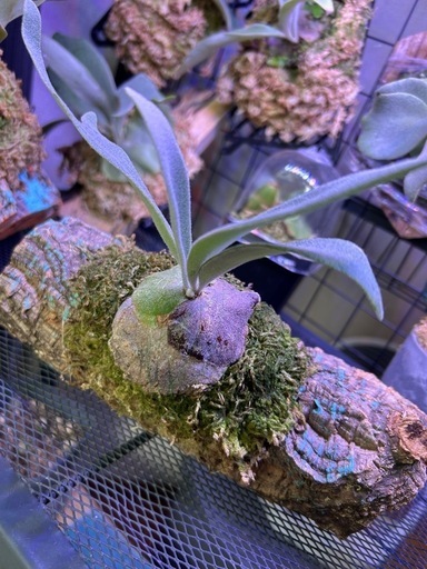 ビカクシダまとめ