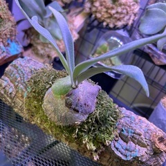ビカクシダまとめの画像