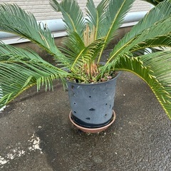 ソテツの画像