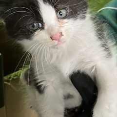 野良猫ニャンズ譲渡依頼