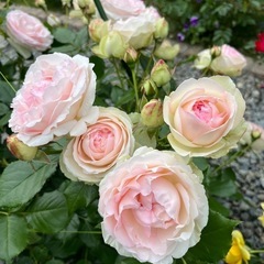 花生活始めませんか？の画像
