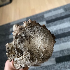 天然鹿の角1の画像